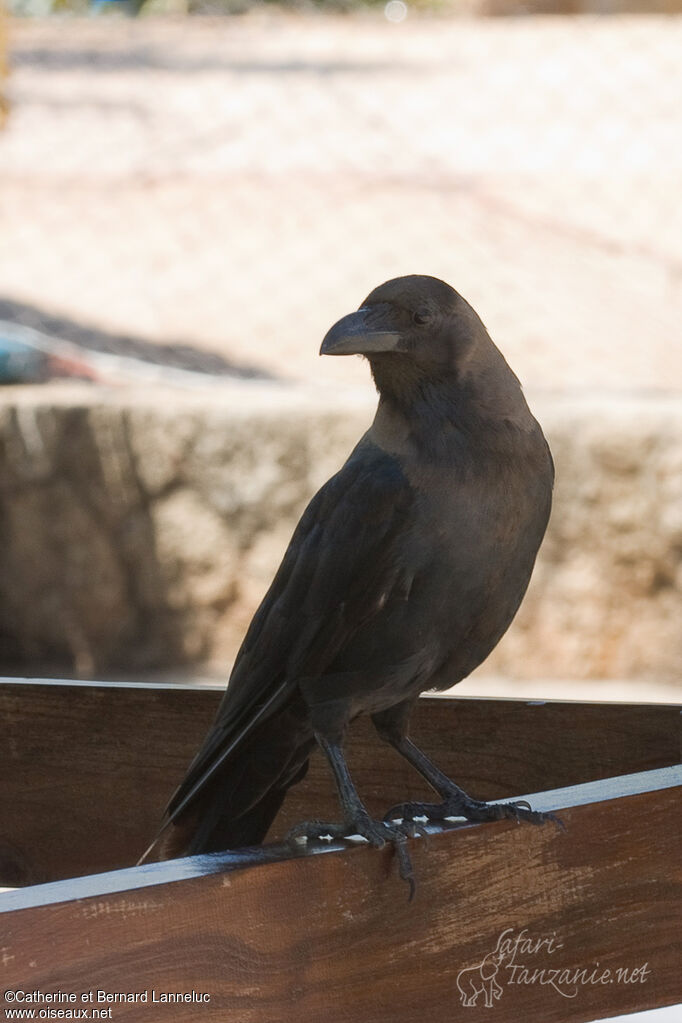 Corbeau familieradulte, identification