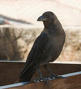 House Crow