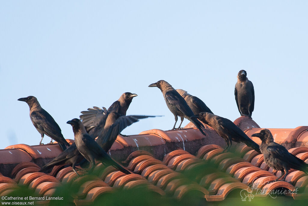 Corbeau familieradulte, habitat