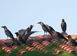 Corbeau familier