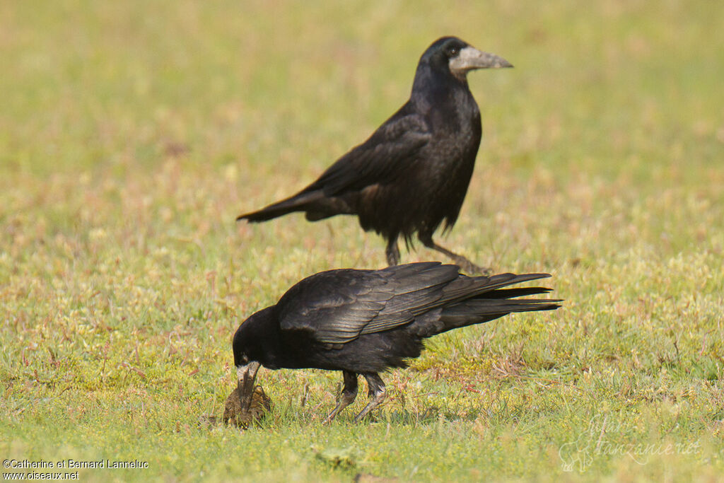 Corbeau freux, régime, Comportement