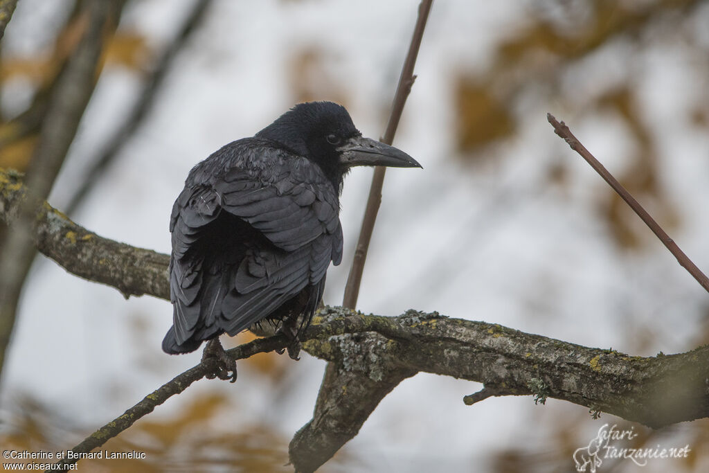 Corbeau freuxadulte, identification