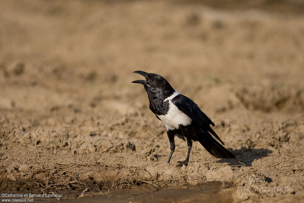 Pied Crowadult, identification