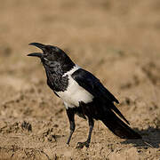 Pied Crow