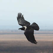 Pied Crow