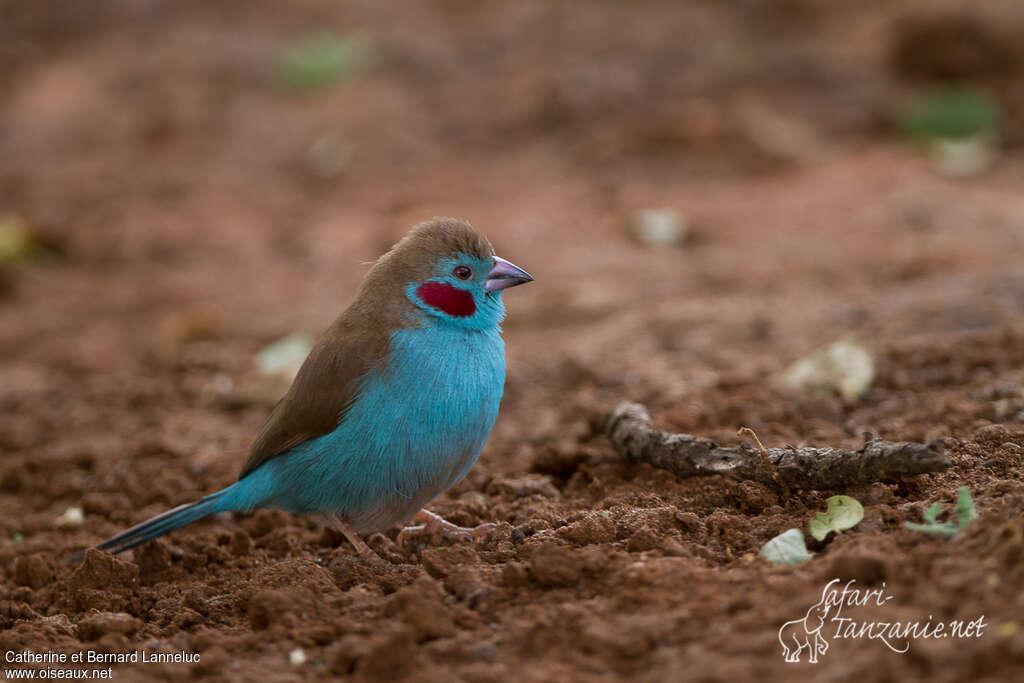 Red-cheeked Cordon-bleu male adult, identification