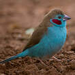 Cordonbleu à joues rouges