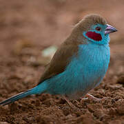 Red-cheeked Cordon-bleu