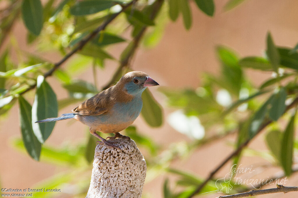 Cordonbleu à joues rouges femelle adulte, identification