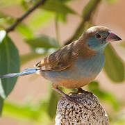 Red-cheeked Cordon-bleu