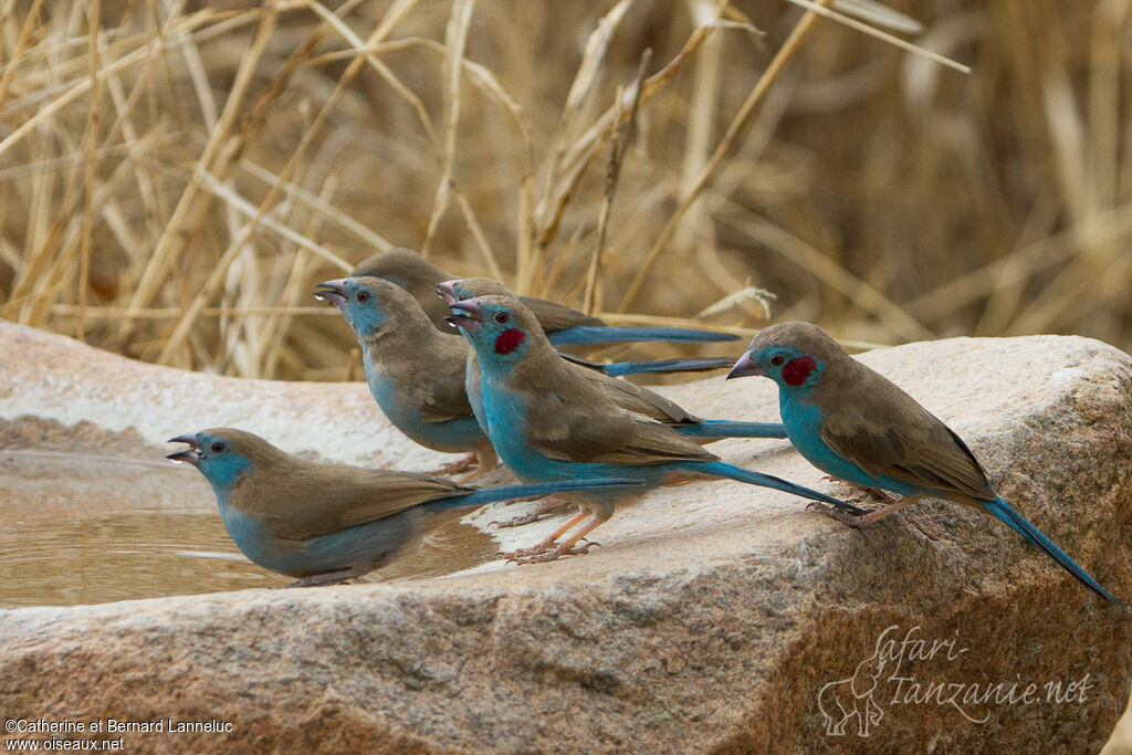 Cordonbleu à joues rougesadulte, boit