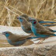 Red-cheeked Cordon-bleu