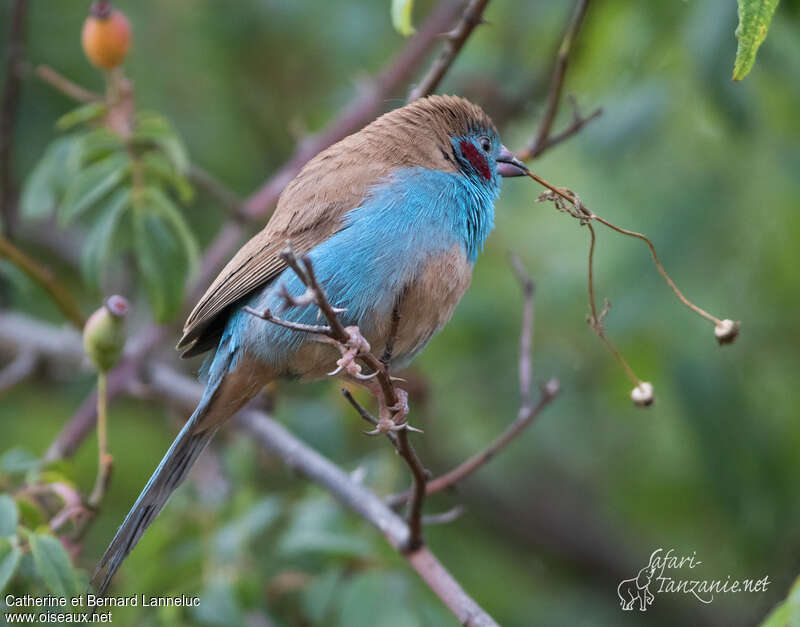 Red-cheeked Cordon-bleu male adult, Reproduction-nesting