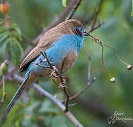 Red-cheeked Cordon-bleu