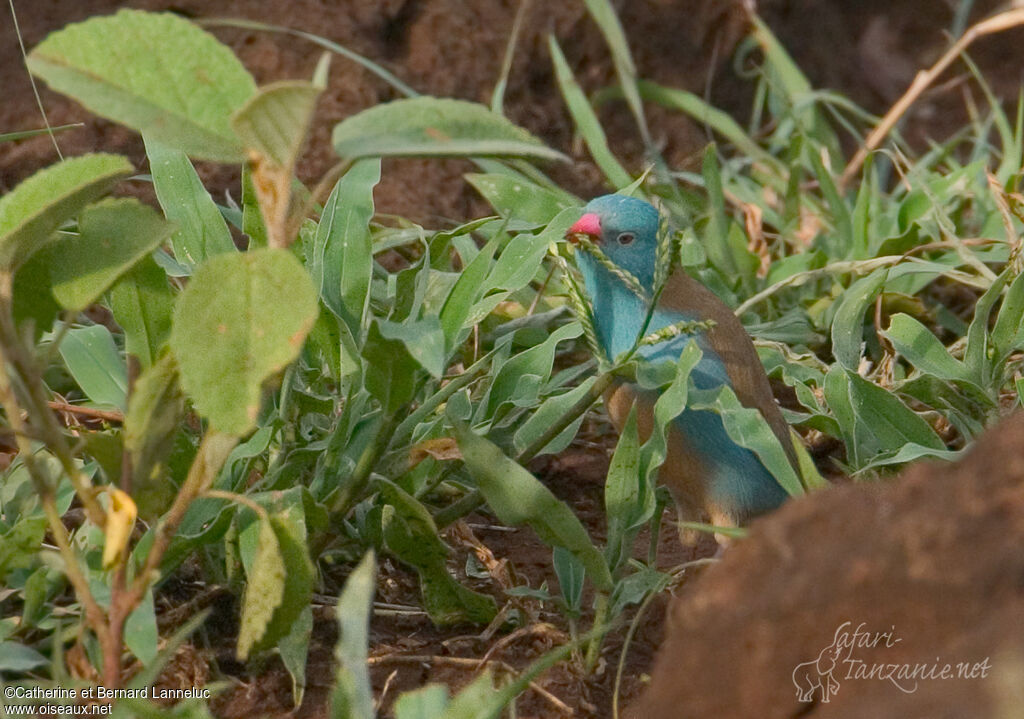 Cordonbleu cyanocéphaleadulte, régime