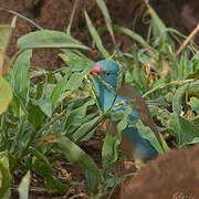 Blue-capped Cordon-bleu