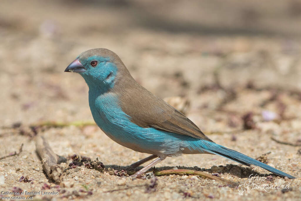 Blue Waxbilladult, identification