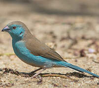 Blue Waxbill