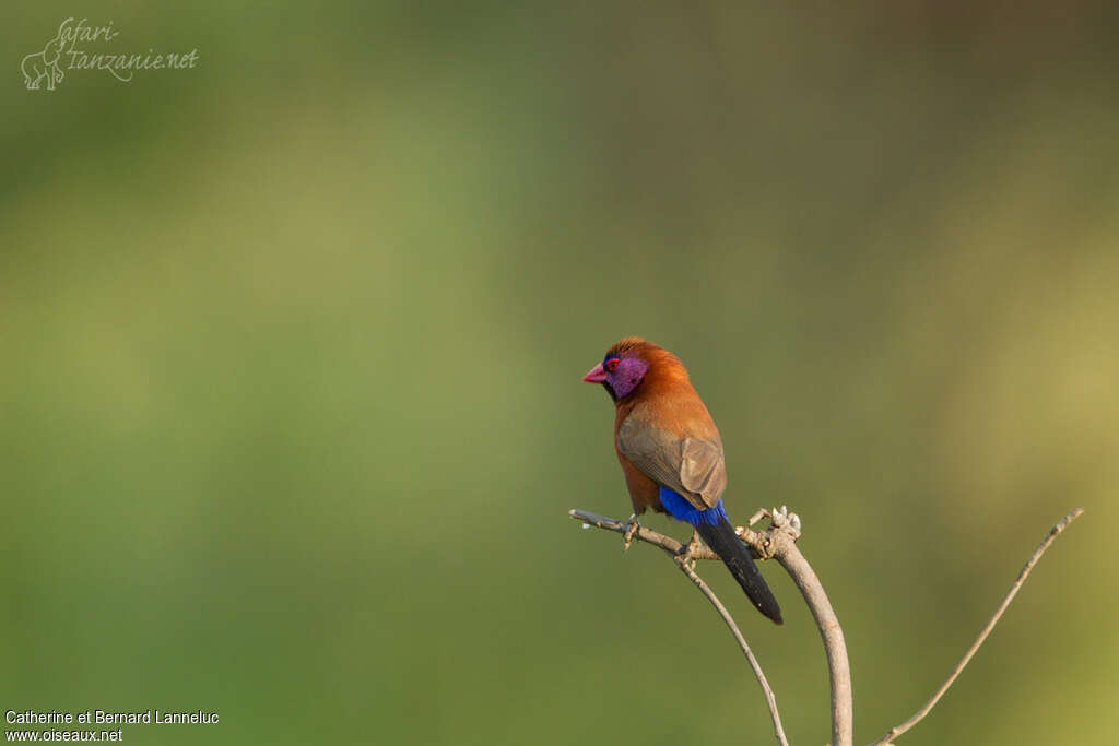 Violet-eared Waxbill male adult, identification