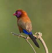 Violet-eared Waxbill