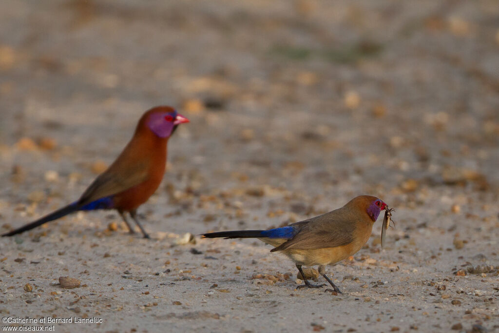 Violet-eared Waxbilladult, feeding habits