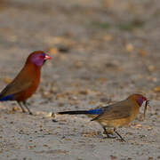 Violet-eared Waxbill