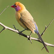 Violet-eared Waxbill