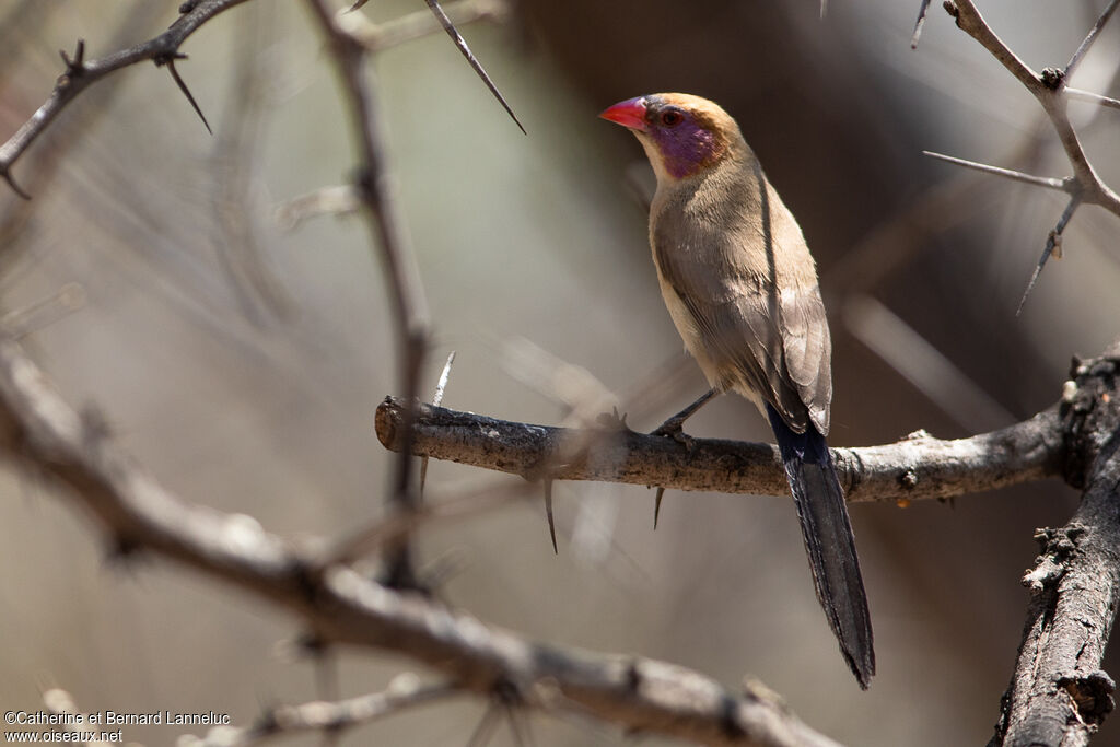 Violet-eared Waxbill female adult, identification