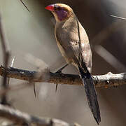 Violet-eared Waxbill