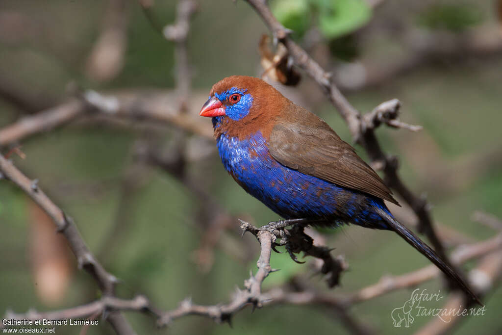 Purple Grenadier male adult breeding, identification