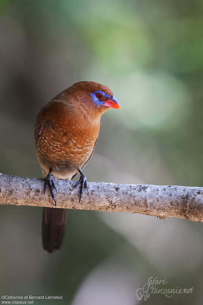 Purple Grenadier female adult, identification