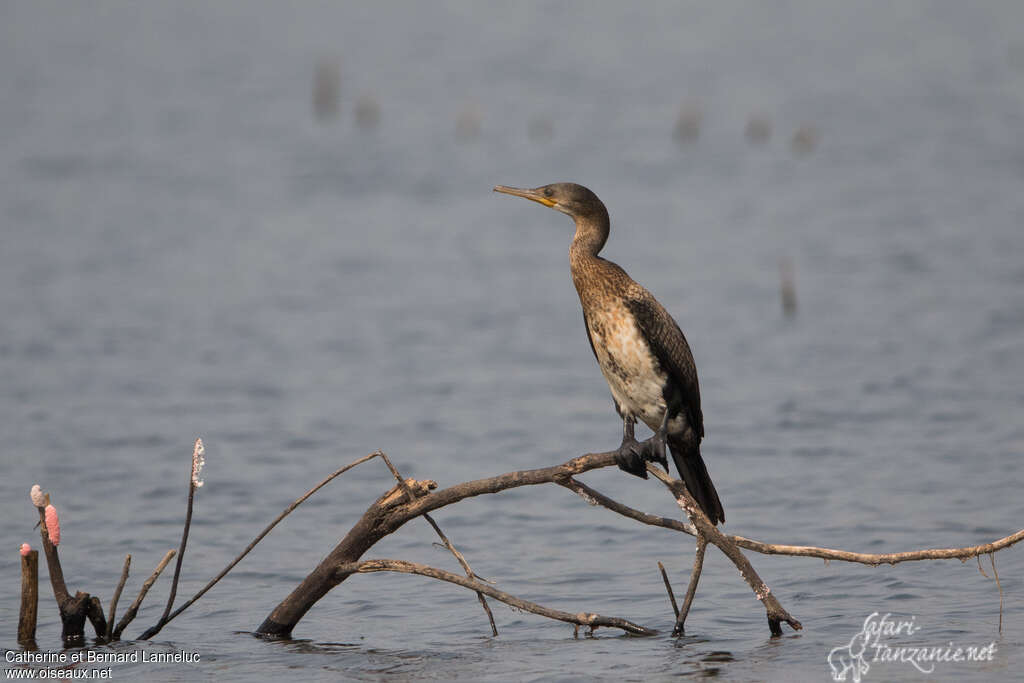 Indian Cormorantimmature, identification