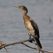 Cormoran à cou brun