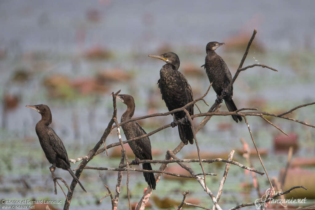 Cormoran à cou brunadulte, pigmentation, Comportement