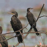 Indian Cormorant