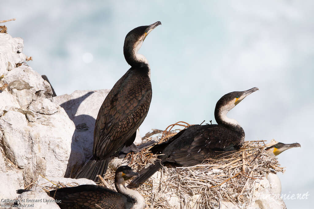 White-breasted Cormorantadult, Reproduction-nesting, colonial reprod.