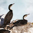 Cormoran à poitrine blanche