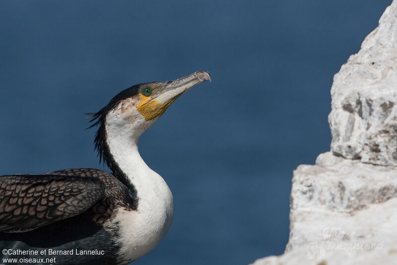 White-breasted Cormorantadult, close-up portrait