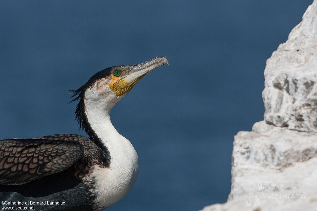 White-breasted Cormorantadult, close-up portrait