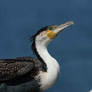 White-breasted Cormorant