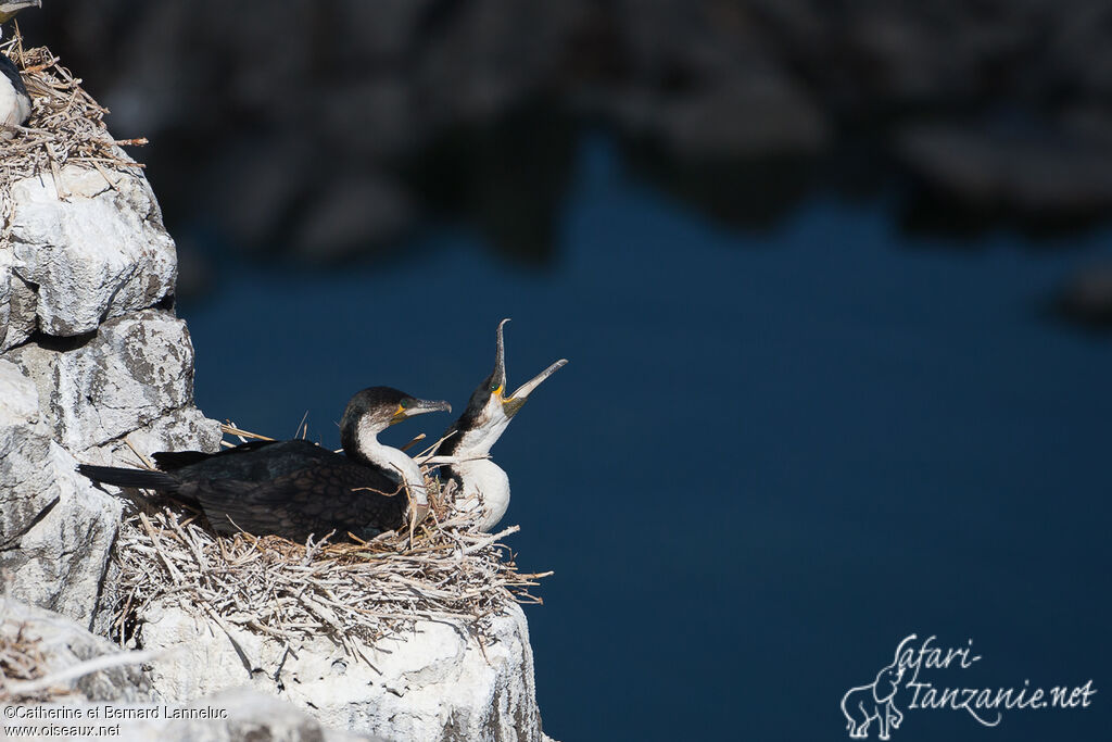 Cormoran à poitrine blancheadulte, Nidification