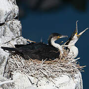 White-breasted Cormorant