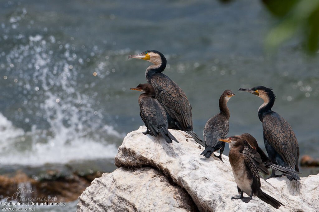 Cormoran à poitrine blanche, habitat