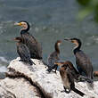 Cormoran à poitrine blanche