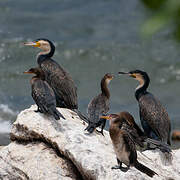 White-breasted Cormorant