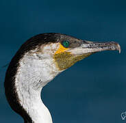 Cormoran à poitrine blanche