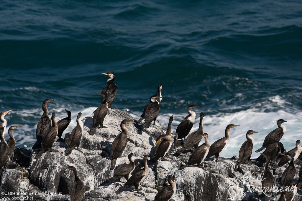 Cormoran à poitrine blanche, r. coloniale, Comportement