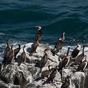 Cormoran à poitrine blanche