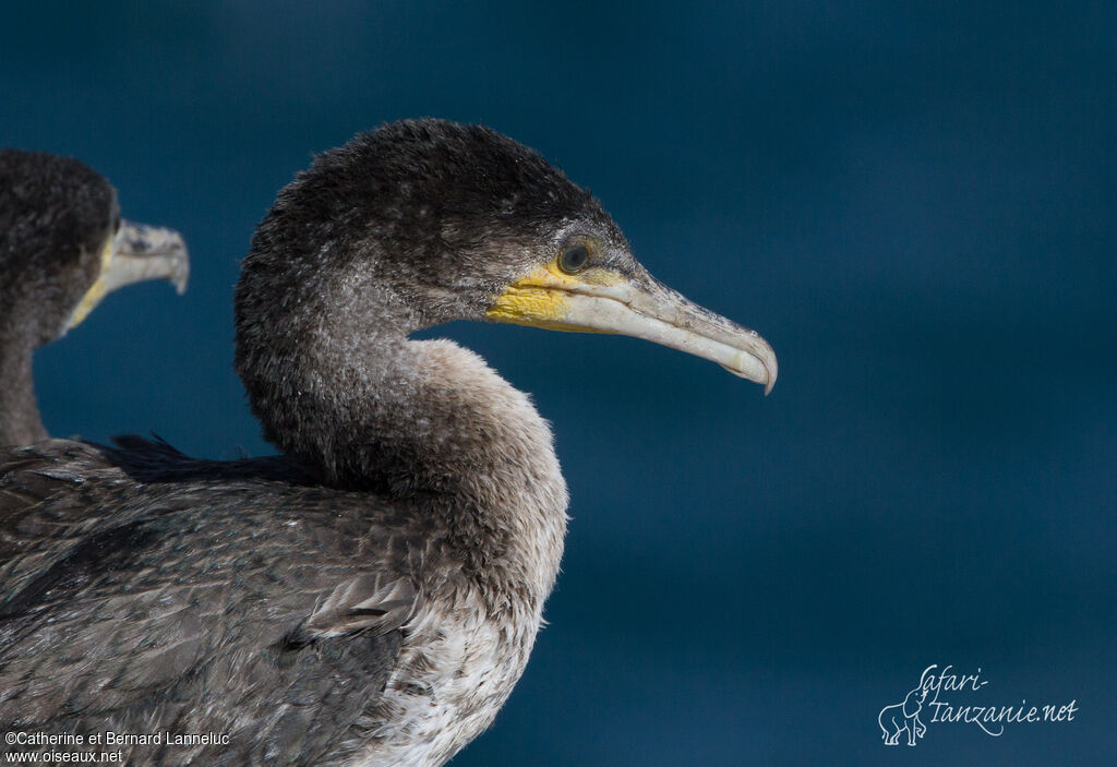 Cormoran à poitrine blanchejuvénile, portrait