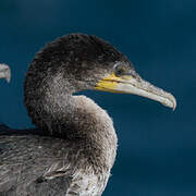 White-breasted Cormorant